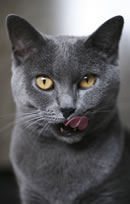 Chartreux