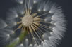 Pusteblume