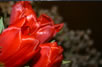Tulpe