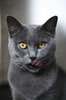 Chartreux du chevalement
