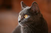 Chartreux du chevalement