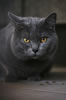 Chartreux du chevalement