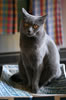 Chartreux du chevalement