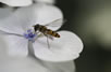 Schwebfliege